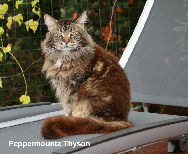 Peppermountz Thyson