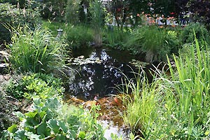 the pond