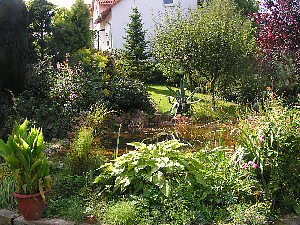 the garden