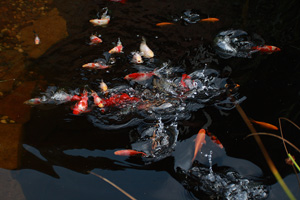 Fishes
