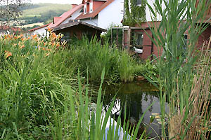 the pond